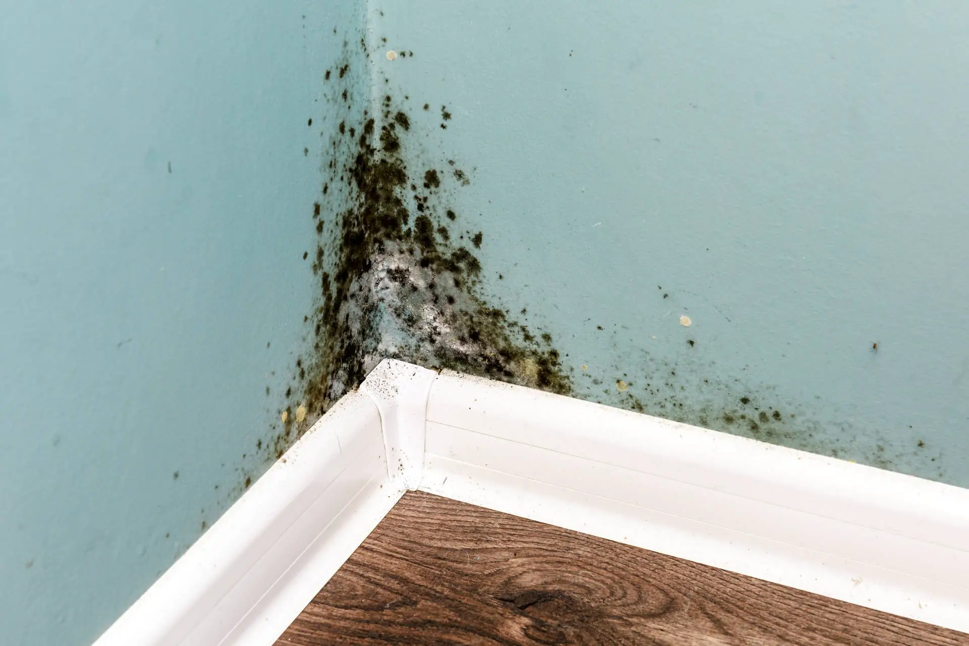 Black Mold vs Mildew: Whats The Difference?