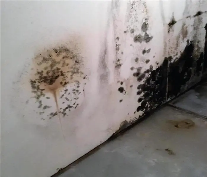 Black Mold, What is It?