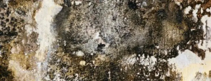 Black Mold: Why Is It Toxic and How Can I Test for It?