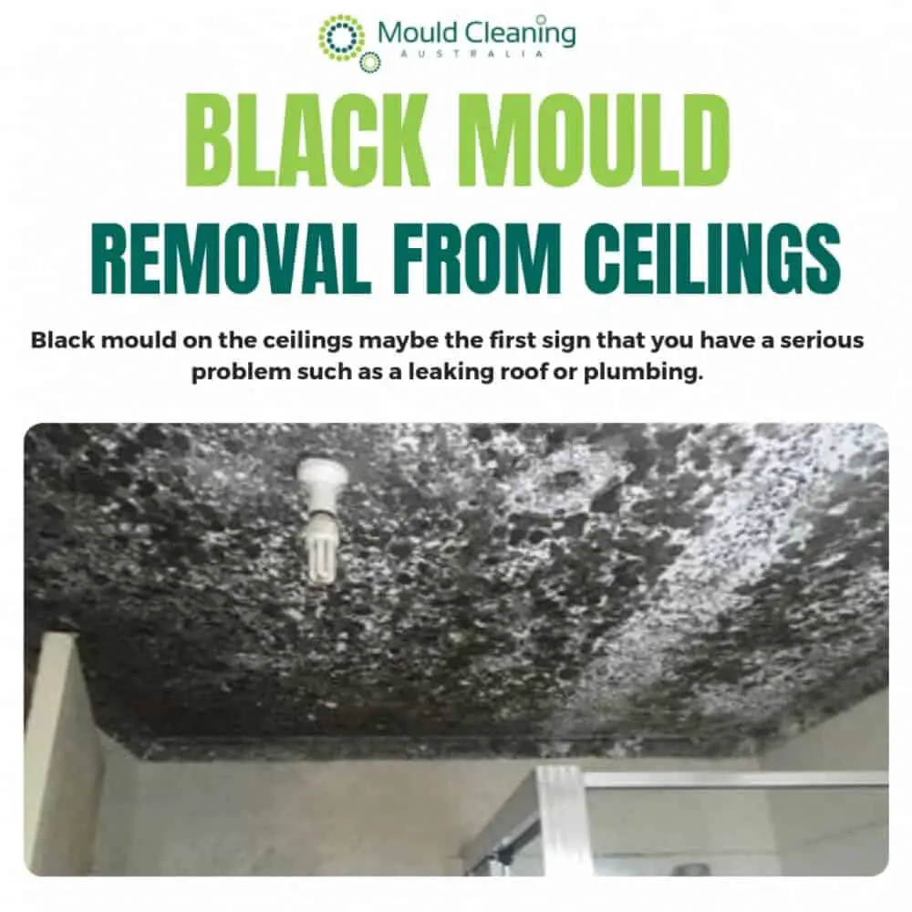 Black Mould Removal: Get Rid Of Black Mould!