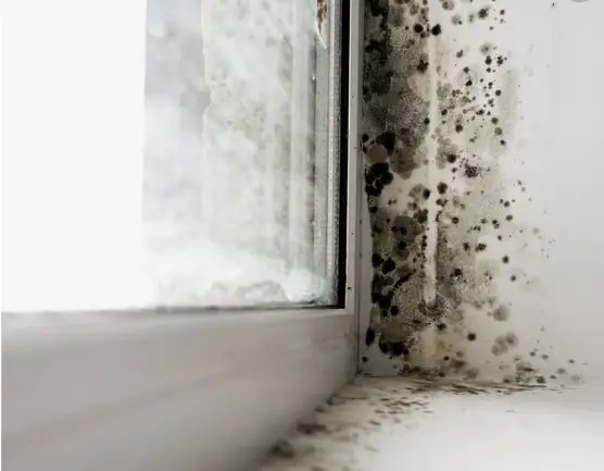 Can I Sue If I Find Mold in My Apartment?