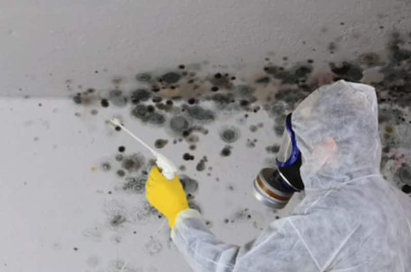 Can Mold Be Completely Removed From A House ...