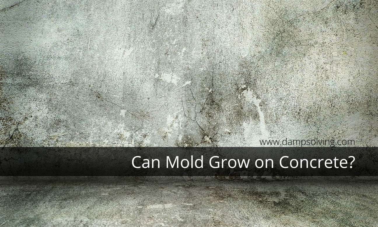 Can Mold Grow on Concrete Surfaces?  Damp Solving