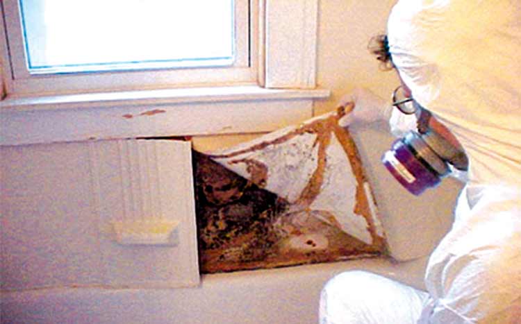 Can Mold In The Basement Make You Sick? HomeGardenGuides