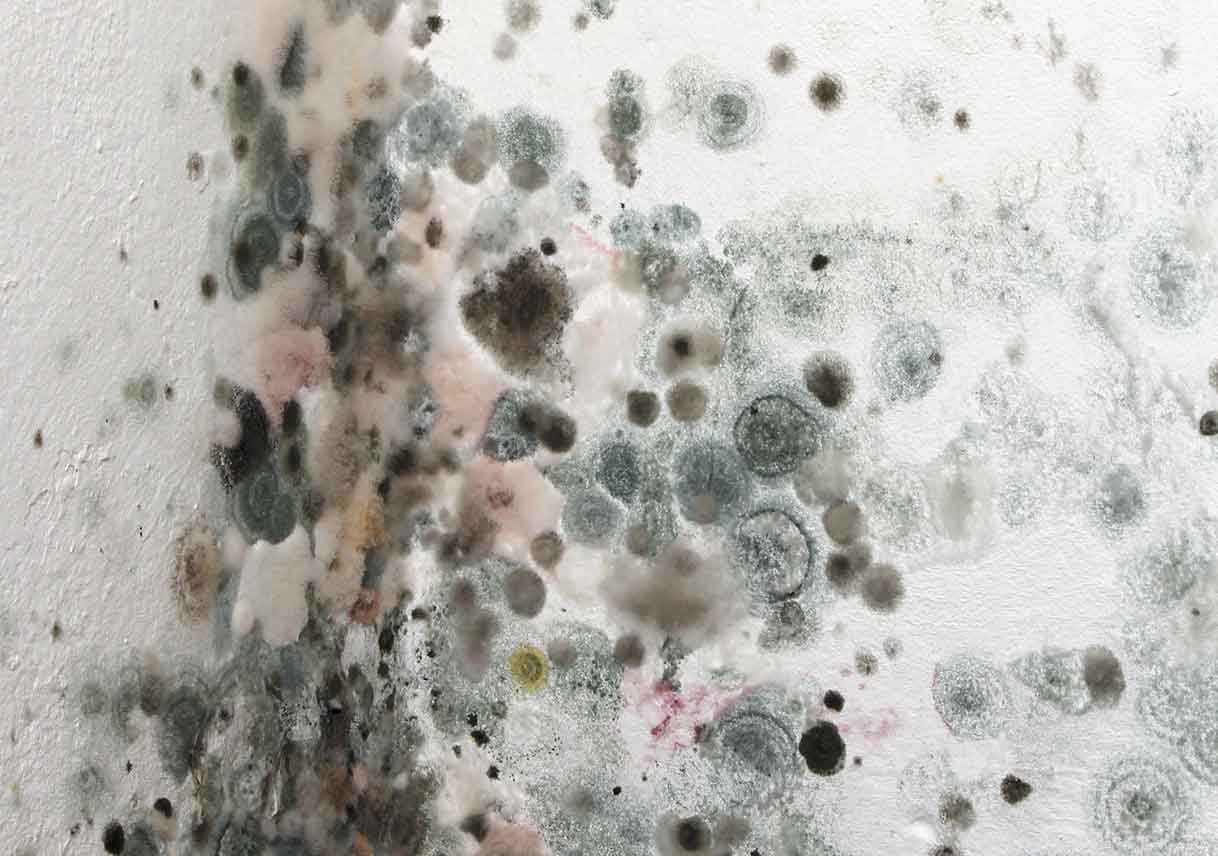 Can Mold Make You Sick? Mold Sickness and Removing Mold at Home