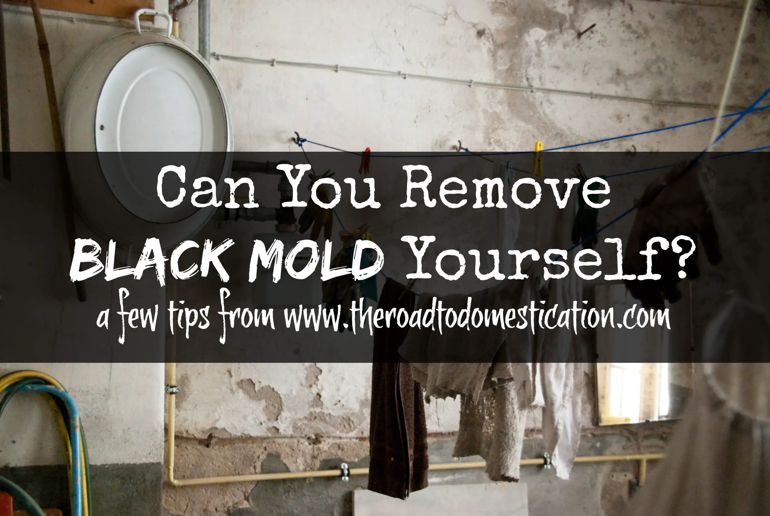 Can You Remove Black Mold Yourself?