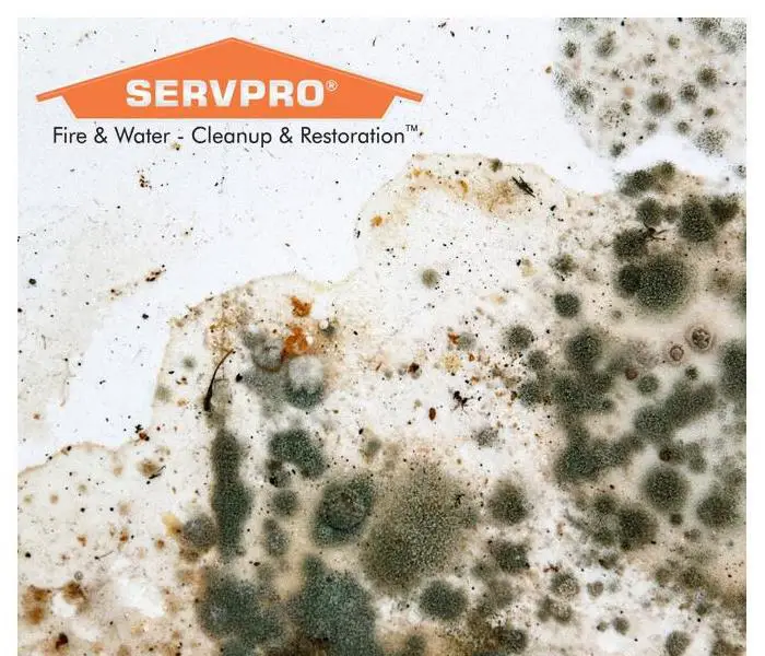 Can You Sue Your Property Manager Over Mold Issues?