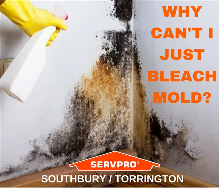 Can You Use Bleach On Black Mold