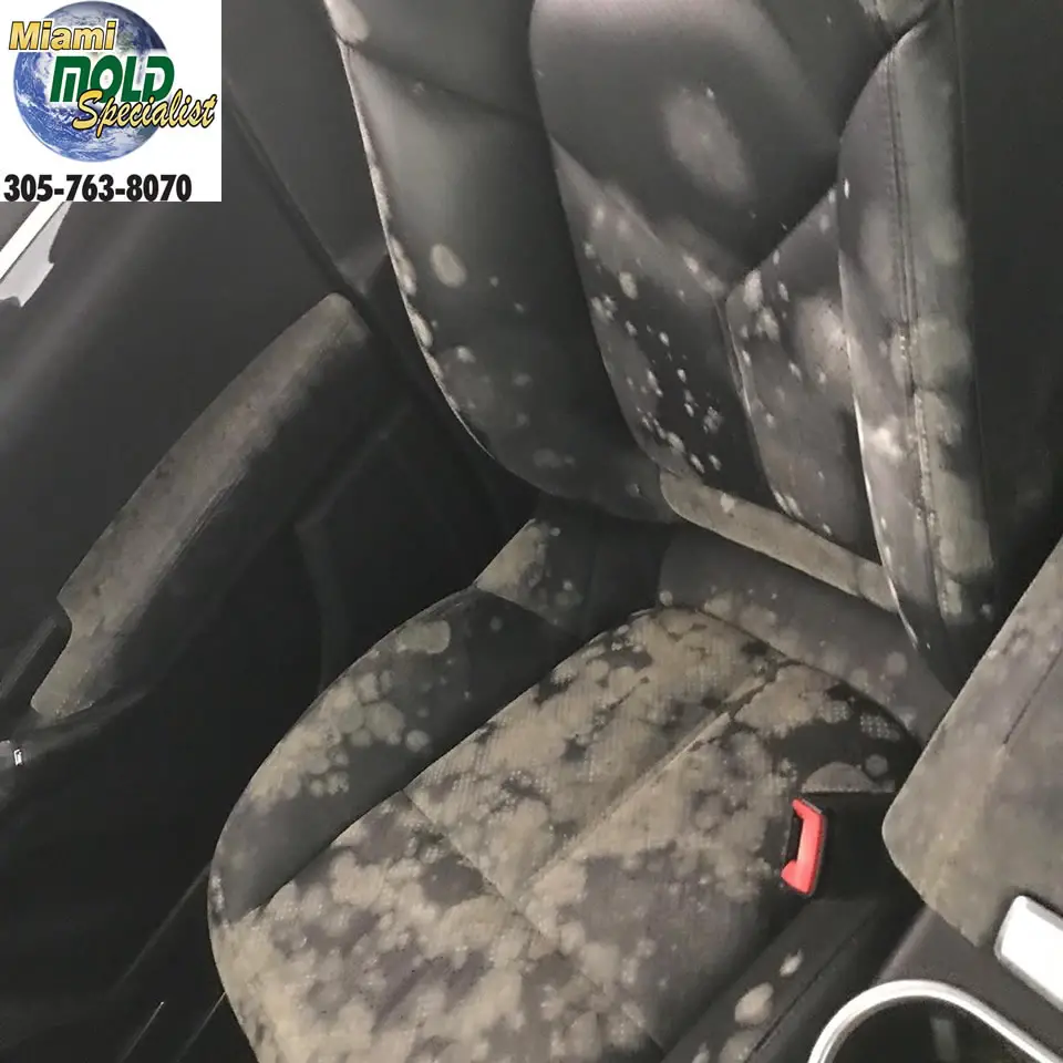 Car Mold Removal Cost : Cleaning The Moldiest Car Interior Ever Bmw E30 ...