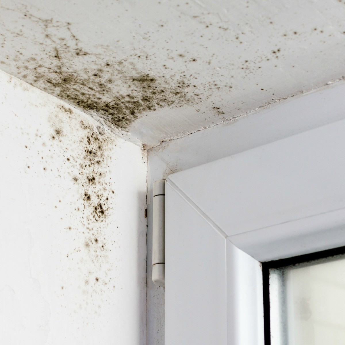 Cause of Mold Growth in a Mobile Home?