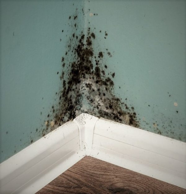 Causes of Mold Growth in Buildings