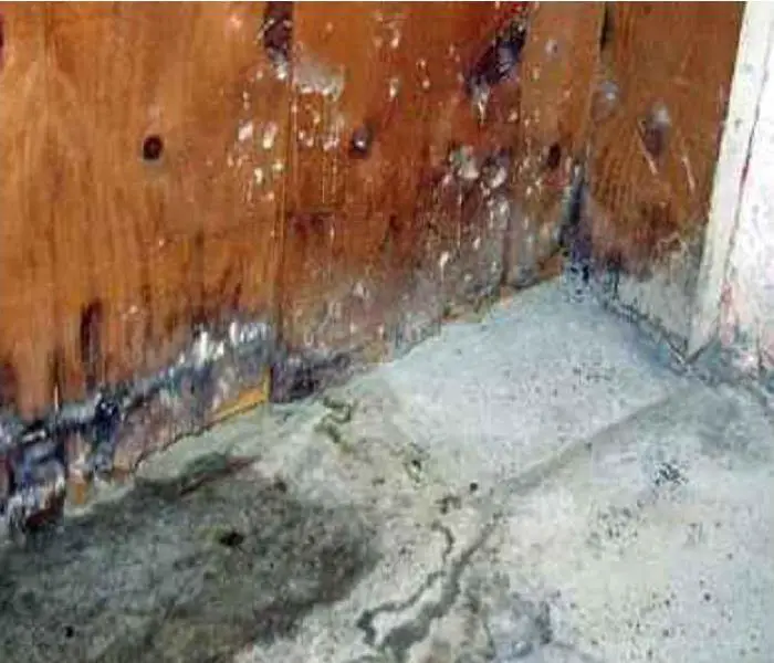 Causes of Mold: What Mold Needs to Grow