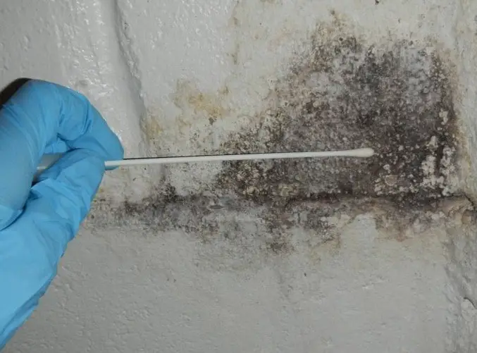 Certified Mold Testing, and Inspections in Portland, OR ...