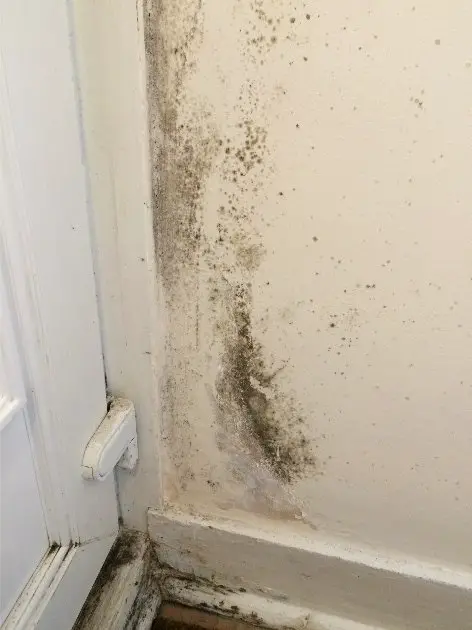 Chandler, AZ  Get Rid of Mold on Bathroom Walls through ...