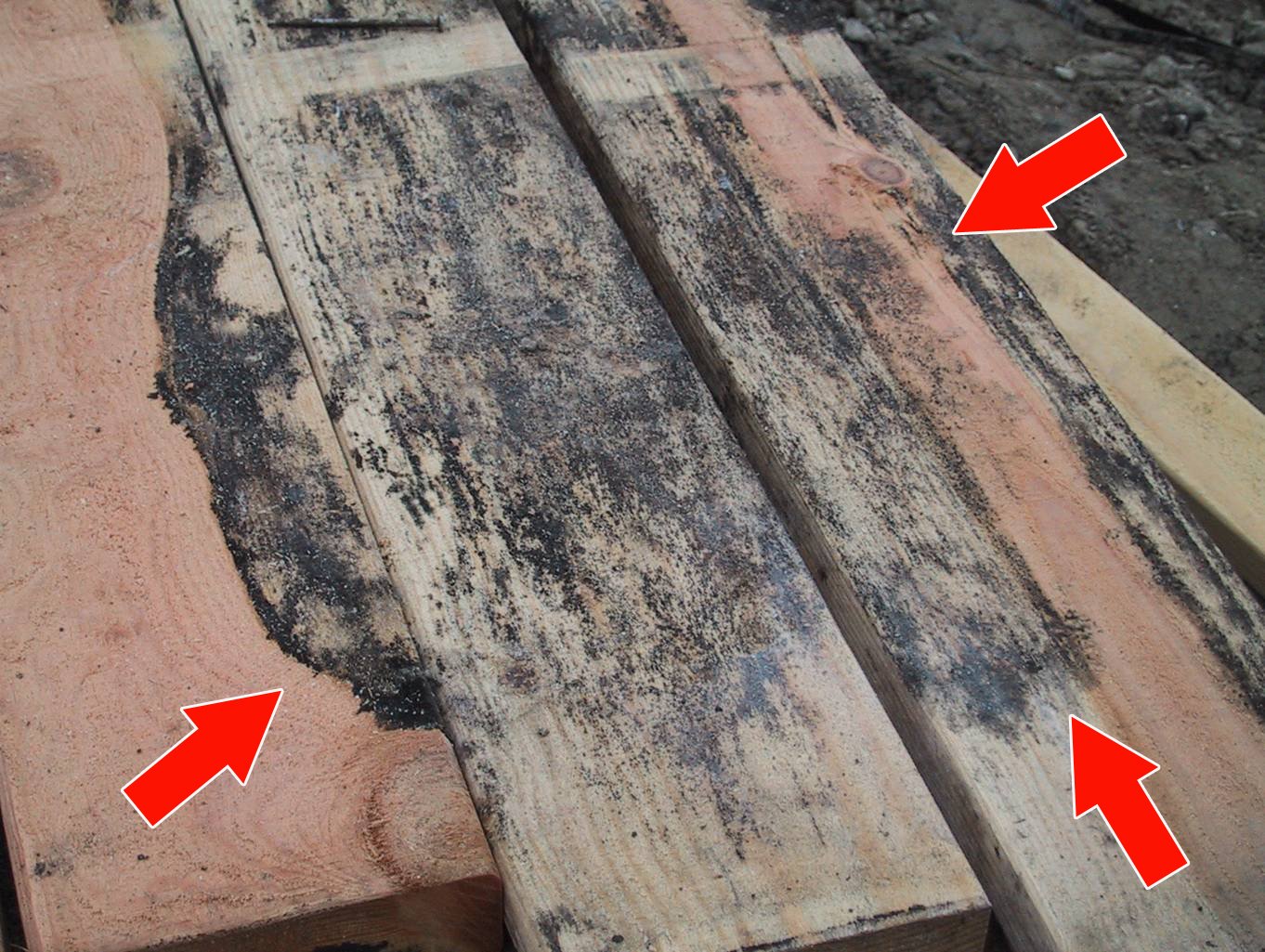 Cleaning Mold: How To Clean Mold on Lumber