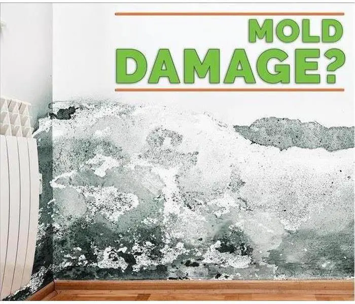Cleaning Mold with Bleach is never the answer