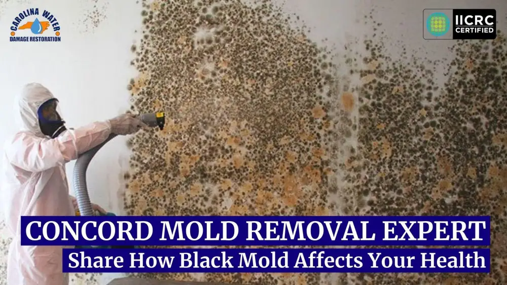 Concord Mold Removal Experts Share how Black Mold Affects ...