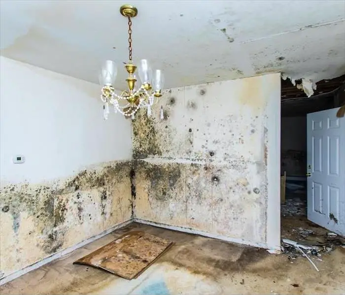 Control Mold Damage Found in Your Arlington Home