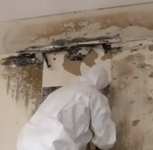 Cost to Remediate Mold