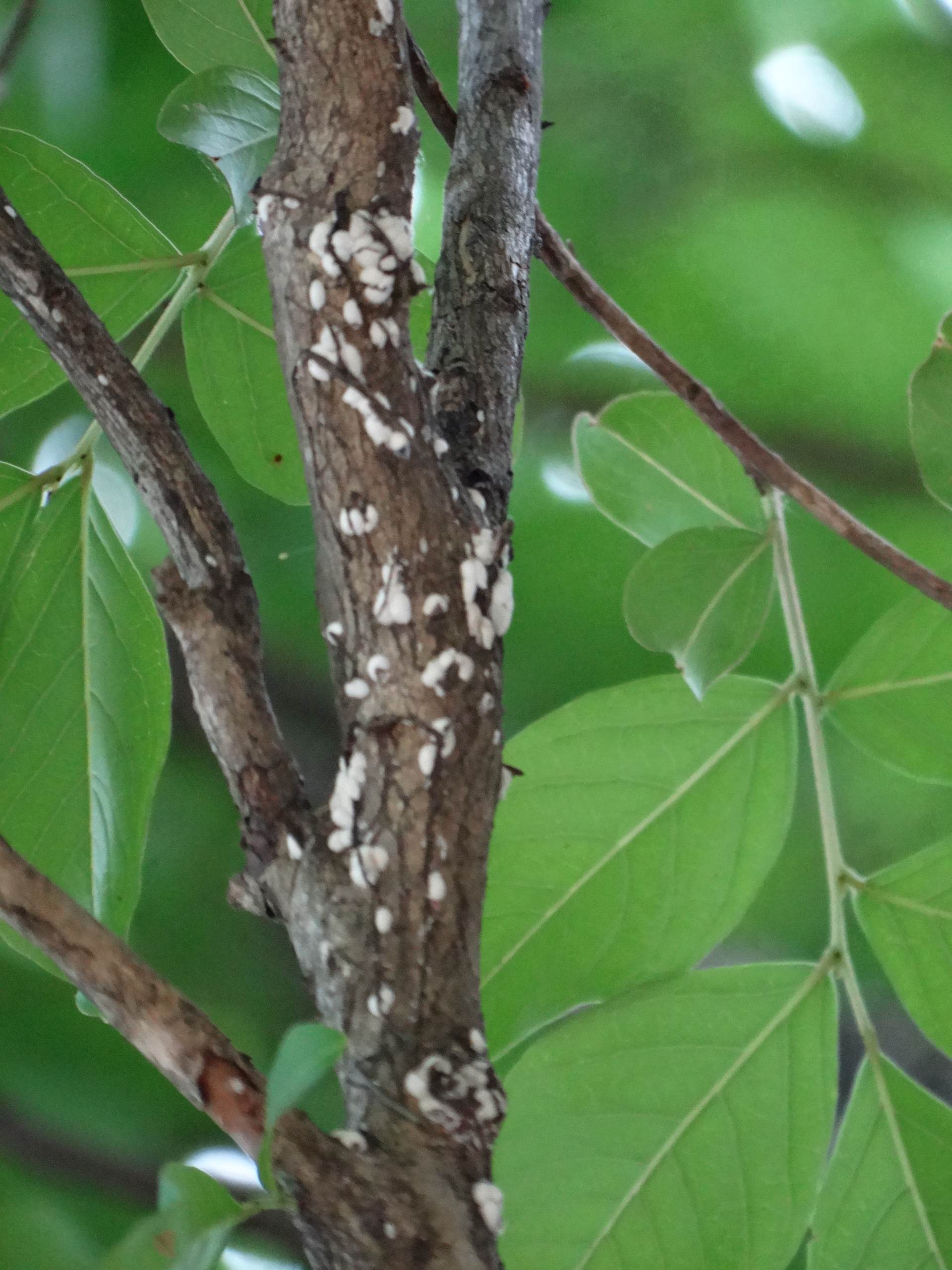 Crapemyrtle Bark Scale â A New Pest on Crapemyrtles