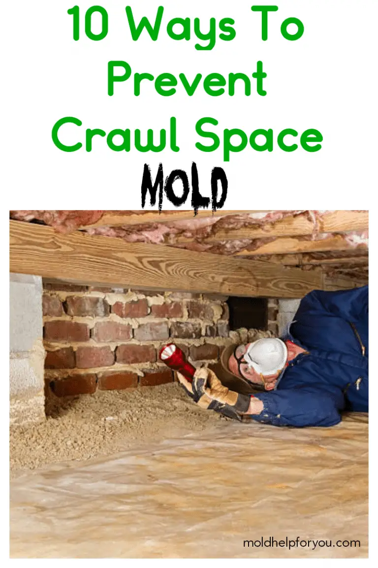 Crawl space mold  what you should know as well as tips ...
