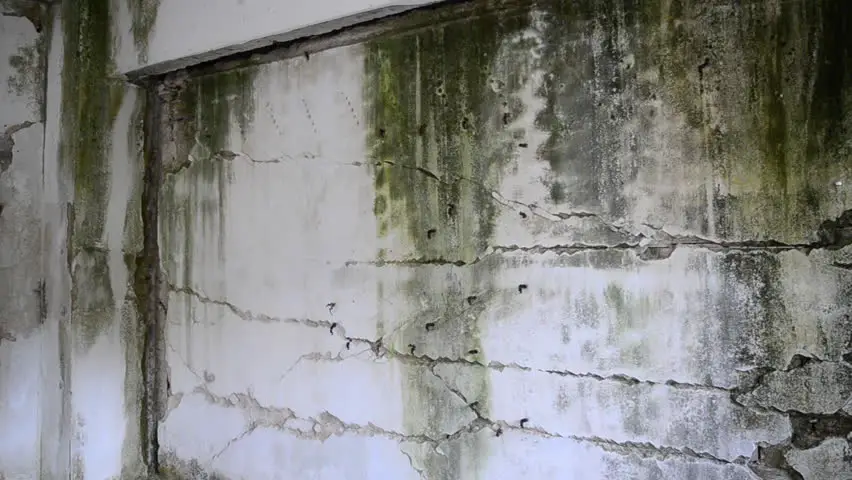 Damage Wall Mold, Green and Stock Footage Video (100% Royalty