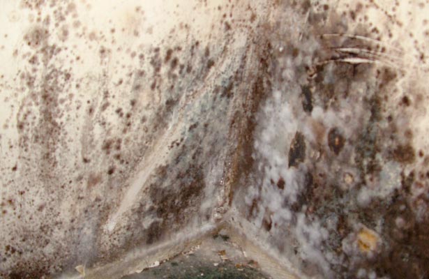 dangers of breathing black mold