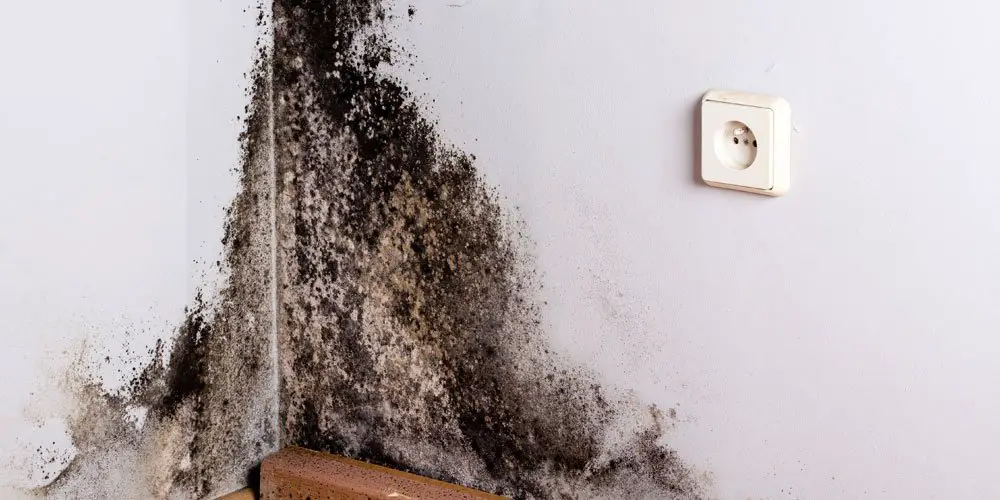 Dangers Of Mold In Your Home?