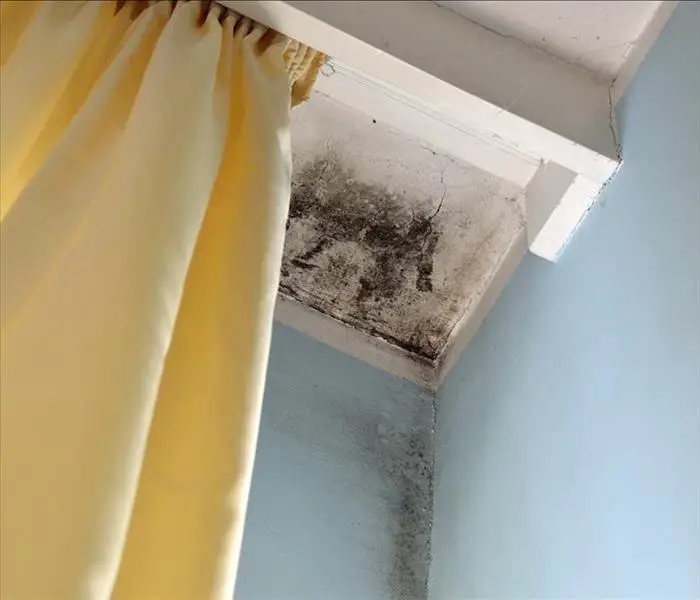 Dealing With Mold In Your Apartment: Here