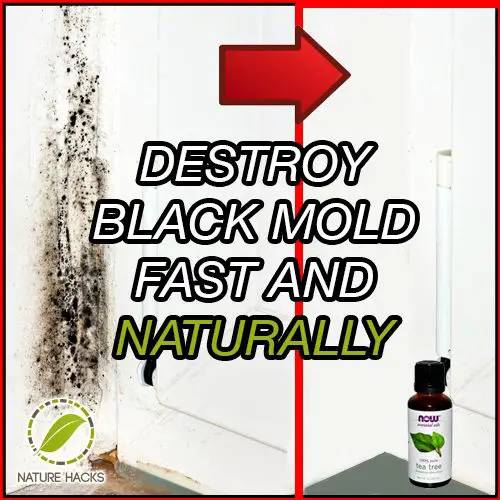 destroy black mold fast and naturally httpnaturehacks comhouse