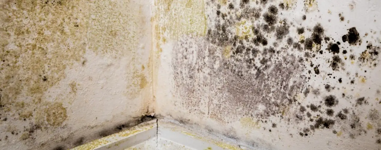 Discover the Free Mold Quiz Every Smart Home Owner Should Take!