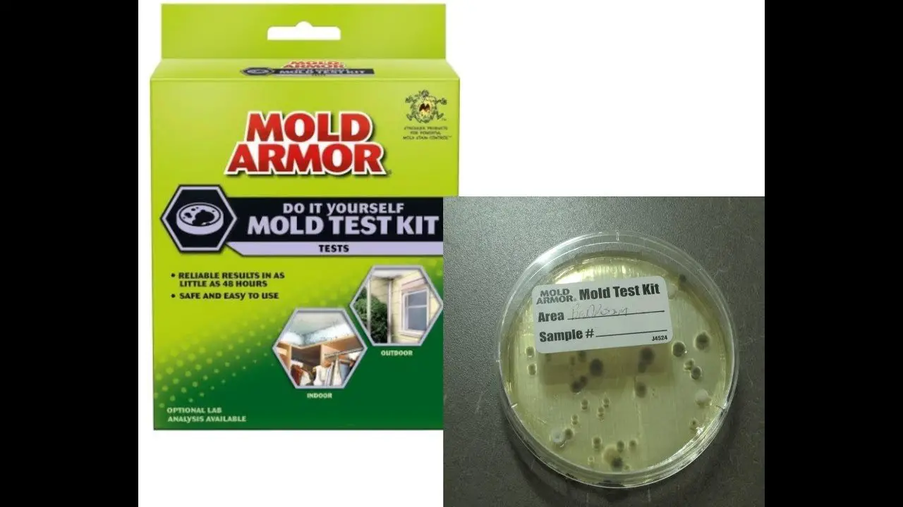DIY Home Mold Test Kit Review
