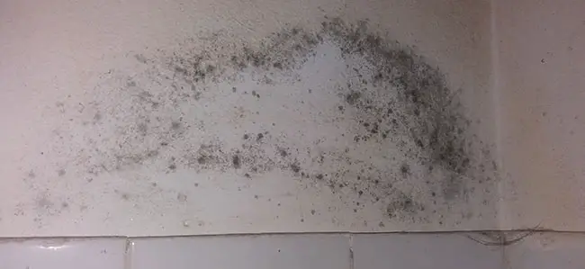 Do Air Purifiers Help With Black Mold? Find Out Here