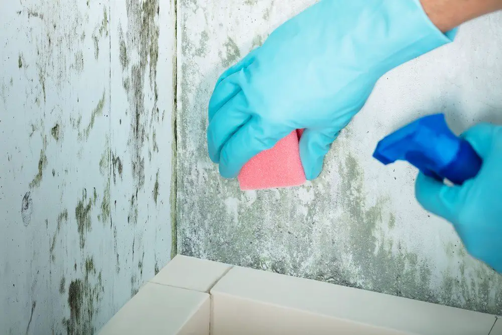 Do It Yourself Mold Removal: Why You Shouldnât DIY
