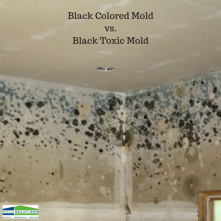 Do you have black colored or black toxic mold in your home? To ...