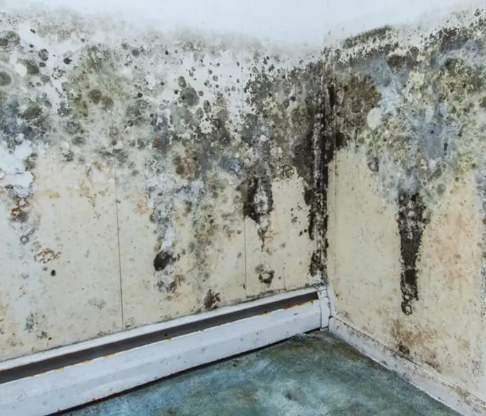 Do You Have Mold in Your Commercial Building?