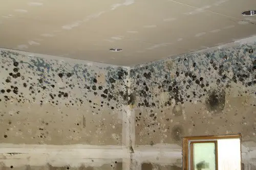 Does a Water Leak Always Mean Mold?