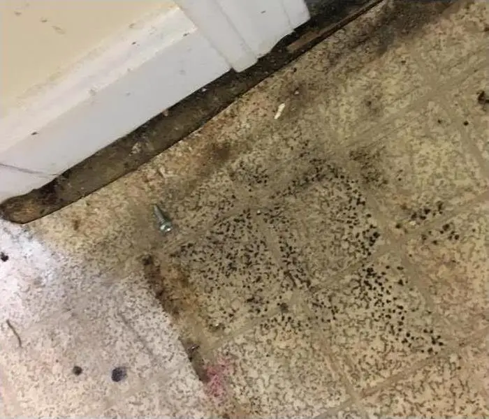 Does Black Mold Ever Go Away on Its Own?