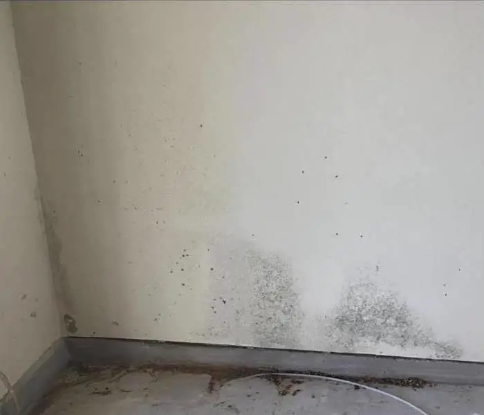 Does Bleach Get Rid of Mold?