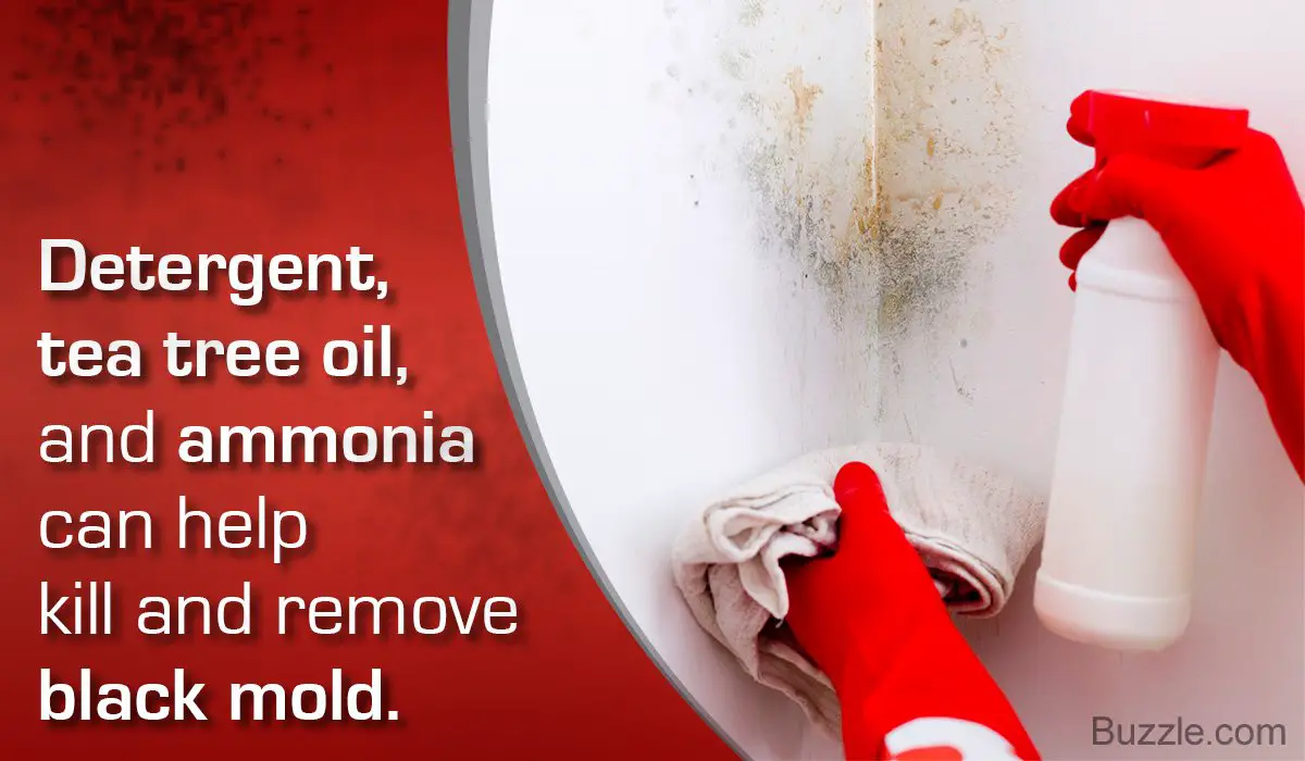 Does Bleach Kill Black Mold? The Answer May Surprise You ...