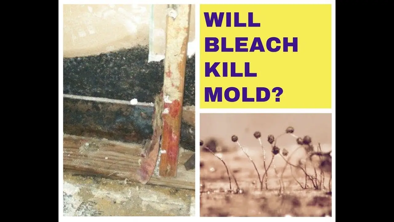 Does Bleach Kill MOLD and Mildew?