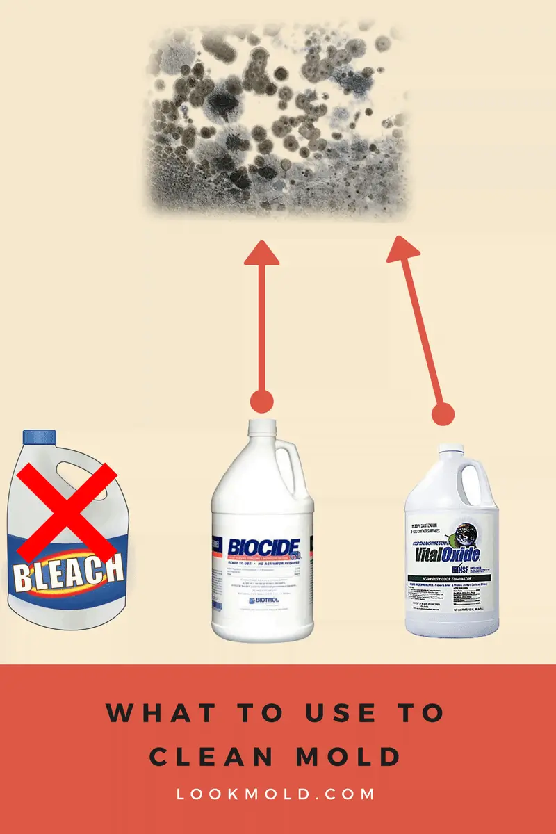 Does Bleach Kill Mold?  Don