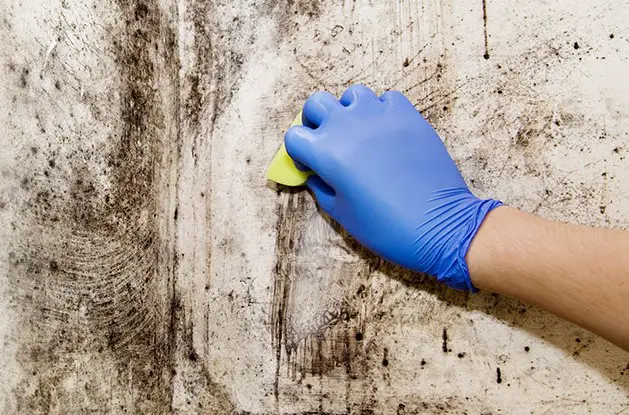 Does Bleach Kill Mold? Find the Right Answer before You ...