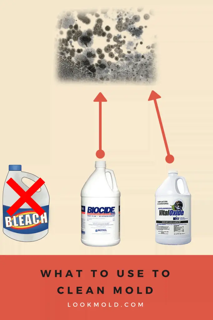 Does Bleach Kill Mold? Using This Common Cleaner May Be A ...