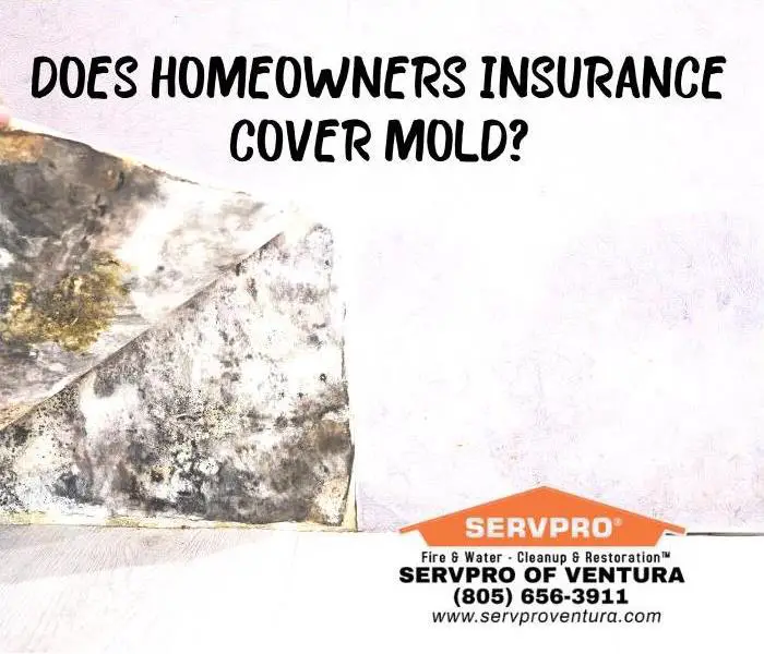 Does Home Insurance Cover Mold Issues
