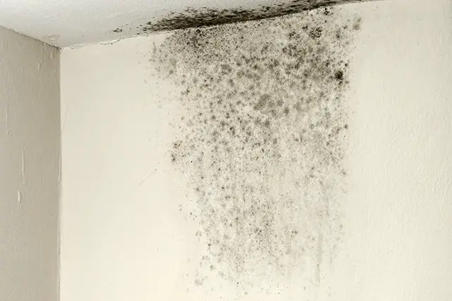 Does Home Insurance Cover Mold or Other Nuisances?