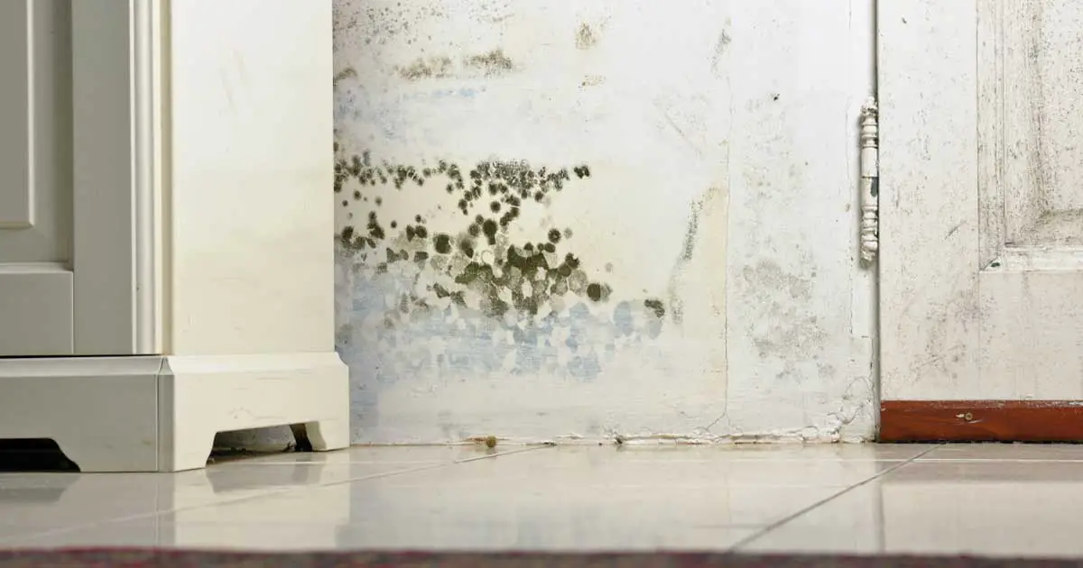 Does Home Insurance Cover Mold?