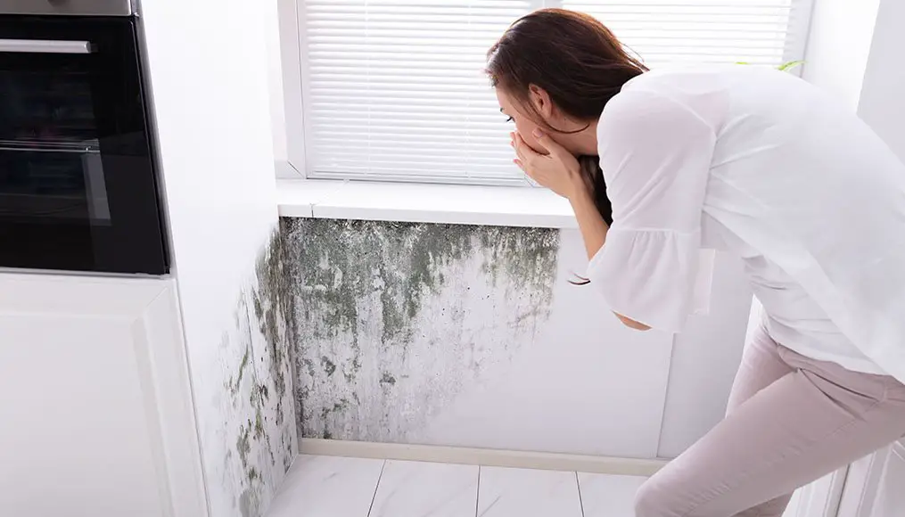Does Homeowners Insurance Cover Mold Removal and Remediation?