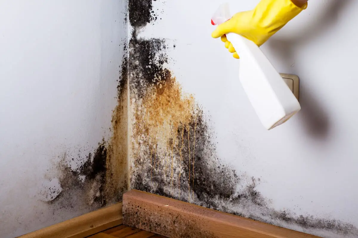Does Hydrogen Peroxide Kill Mold? â Best Homely Tips