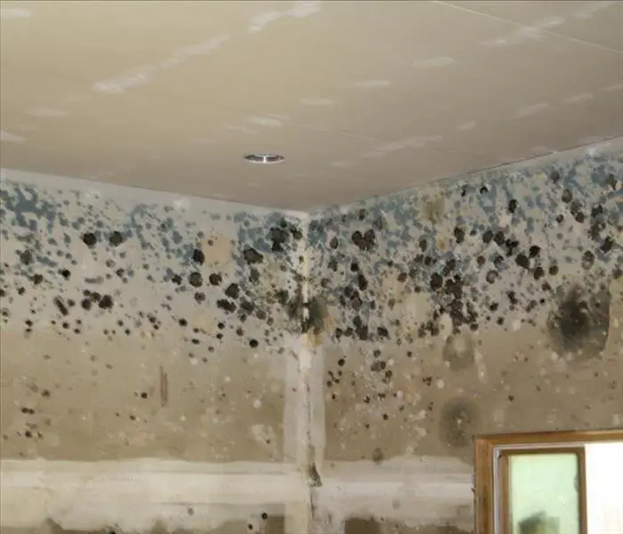 Does Insurance Cover Mold / Guide to Mold Damage and ...